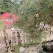 ヒメ日記 2025/11/12 15:52 投稿 ねね CLASSY.東京・錦糸町店