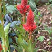 ヒメ日記 2024/12/13 07:18 投稿 りつ 大人の遊園痴「スピーディー」