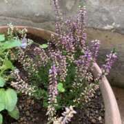 ヒメ日記 2024/12/27 07:38 投稿 りつ 大人の遊園痴「スピーディー」