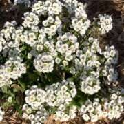 ヒメ日記 2025/01/05 22:38 投稿 りつ 大人の遊園痴「スピーディー」