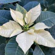 ヒメ日記 2025/01/05 22:48 投稿 りつ 大人の遊園痴「スピーディー」