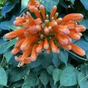 ヒメ日記 2025/01/05 22:55 投稿 りつ 大人の遊園痴「スピーディー」