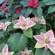 ヒメ日記 2025/01/11 12:08 投稿 りつ 大人の遊園痴「スピーディー」