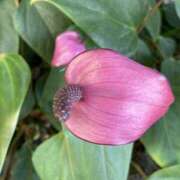 ヒメ日記 2025/01/12 08:08 投稿 りつ 大人の遊園痴「スピーディー」