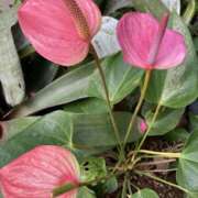 ヒメ日記 2025/01/15 23:18 投稿 りつ 大人の遊園痴「スピーディー」