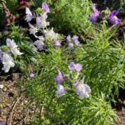 ヒメ日記 2025/01/15 23:28 投稿 りつ 大人の遊園痴「スピーディー」