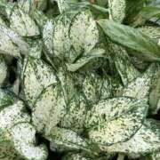 ヒメ日記 2025/01/15 23:41 投稿 りつ 大人の遊園痴「スピーディー」