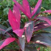 ヒメ日記 2025/01/19 12:18 投稿 りつ 大人の遊園痴「スピーディー」