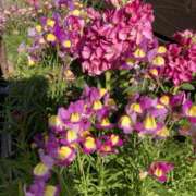 ヒメ日記 2025/01/24 22:48 投稿 りつ 大人の遊園痴「スピーディー」