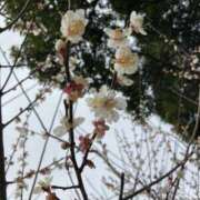 ヒメ日記 2025/02/19 23:28 投稿 りつ 大人の遊園痴「スピーディー」