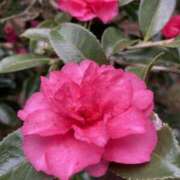 ヒメ日記 2025/03/03 23:58 投稿 りつ 大人の遊園痴「スピーディー」