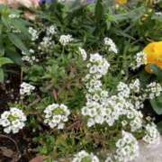 ヒメ日記 2025/03/05 09:28 投稿 りつ 大人の遊園痴「スピーディー」