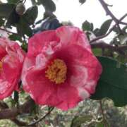 ヒメ日記 2025/03/21 09:38 投稿 りつ 大人の遊園痴「スピーディー」