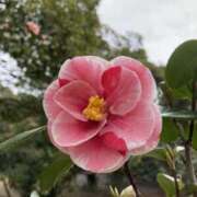 ヒメ日記 2025/03/26 00:18 投稿 りつ 大人の遊園痴「スピーディー」