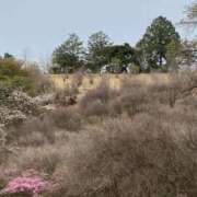 ヒメ日記 2025/04/10 08:38 投稿 りつ 大人の遊園痴「スピーディー」