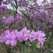 ヒメ日記 2025/04/11 07:38 投稿 りつ 大人の遊園痴「スピーディー」