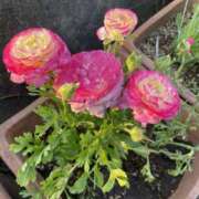 ヒメ日記 2025/04/11 20:18 投稿 りつ 大人の遊園痴「スピーディー」