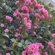 ヒメ日記 2025/04/15 19:08 投稿 りつ 大人の遊園痴「スピーディー」