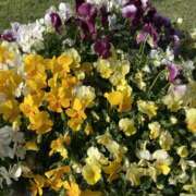 ヒメ日記 2025/04/24 07:18 投稿 りつ 大人の遊園痴「スピーディー」