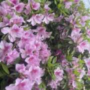 ヒメ日記 2025/04/24 07:28 投稿 りつ 大人の遊園痴「スピーディー」