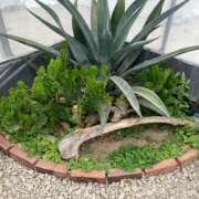 ヒメ日記 2025/04/24 07:48 投稿 りつ 大人の遊園痴「スピーディー」