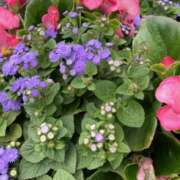 ヒメ日記 2025/04/26 07:58 投稿 りつ 大人の遊園痴「スピーディー」