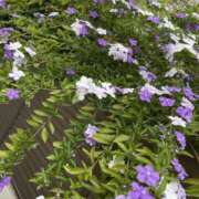 ヒメ日記 2025/04/26 20:08 投稿 りつ 大人の遊園痴「スピーディー」