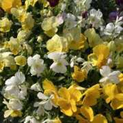 ヒメ日記 2025/04/29 08:08 投稿 りつ 大人の遊園痴「スピーディー」