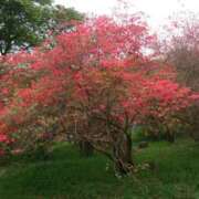 ヒメ日記 2025/04/29 08:18 投稿 りつ 大人の遊園痴「スピーディー」