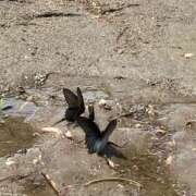 ヒメ日記 2025/05/05 10:28 投稿 りつ 大人の遊園痴「スピーディー」