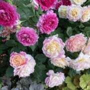 ヒメ日記 2025/05/05 10:53 投稿 りつ 大人の遊園痴「スピーディー」