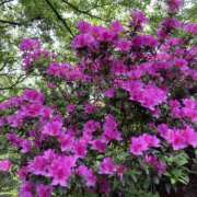 ヒメ日記 2025/05/05 11:28 投稿 りつ 大人の遊園痴「スピーディー」