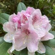 ヒメ日記 2025/05/05 11:48 投稿 りつ 大人の遊園痴「スピーディー」