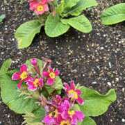 ヒメ日記 2025/05/10 07:58 投稿 りつ 大人の遊園痴「スピーディー」