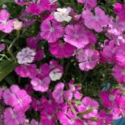 ヒメ日記 2025/05/10 08:18 投稿 りつ 大人の遊園痴「スピーディー」