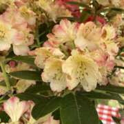 ヒメ日記 2025/05/10 09:28 投稿 りつ 大人の遊園痴「スピーディー」