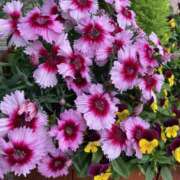 ヒメ日記 2025/05/12 17:28 投稿 りつ 大人の遊園痴「スピーディー」