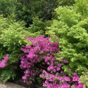 ヒメ日記 2025/05/12 17:38 投稿 りつ 大人の遊園痴「スピーディー」