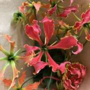 ヒメ日記 2025/05/12 22:18 投稿 りつ 大人の遊園痴「スピーディー」