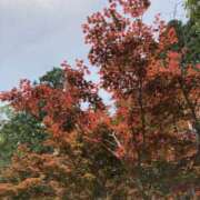 ヒメ日記 2025/05/12 23:08 投稿 りつ 大人の遊園痴「スピーディー」