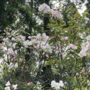 ヒメ日記 2025/05/15 22:48 投稿 りつ 大人の遊園痴「スピーディー」