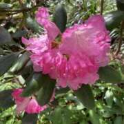 ヒメ日記 2025/05/15 23:18 投稿 りつ 大人の遊園痴「スピーディー」