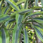 ヒメ日記 2025/05/18 07:21 投稿 りつ 大人の遊園痴「スピーディー」