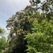 ヒメ日記 2025/05/18 09:48 投稿 りつ 大人の遊園痴「スピーディー」