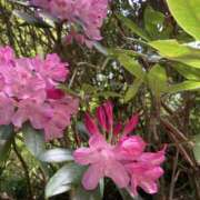 ヒメ日記 2025/05/19 08:38 投稿 りつ 大人の遊園痴「スピーディー」