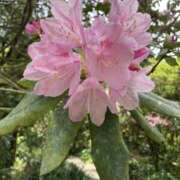 ヒメ日記 2025/05/22 08:38 投稿 りつ 大人の遊園痴「スピーディー」