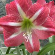 ヒメ日記 2025/05/23 23:38 投稿 りつ 大人の遊園痴「スピーディー」