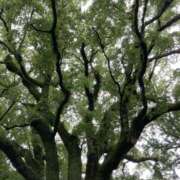 ヒメ日記 2025/05/23 23:48 投稿 りつ 大人の遊園痴「スピーディー」