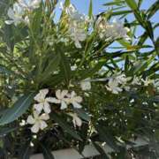 ヒメ日記 2025/06/01 08:48 投稿 りつ 大人の遊園痴「スピーディー」