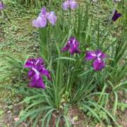 ヒメ日記 2025/06/03 08:38 投稿 りつ 大人の遊園痴「スピーディー」